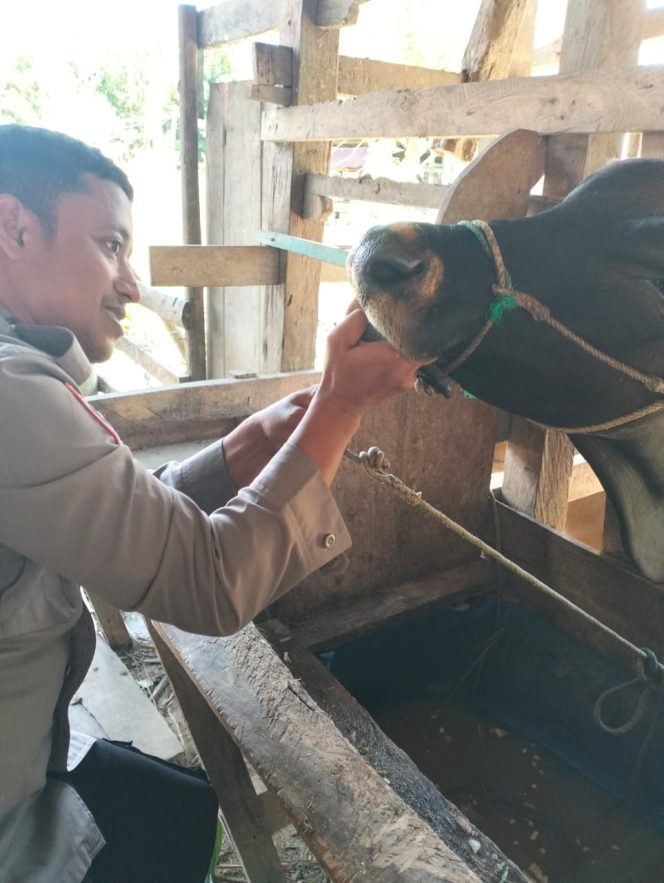 
 Bhabinkamtibmas Aktif Terlibat dalam Pemeriksaan Kesehatan dan Kelayakan Sapi Qurban