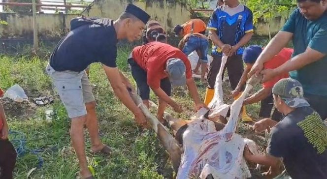 
 Rayakan Idul Adha, Polsek Sibulue Sembelih Empat Ekor Sapi Qurban