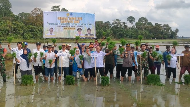 
 Sukseskan Gerakan Tanam Padi Kabupaten Bone, Kapolsek Sibulue Ikut Turun ke Sawah