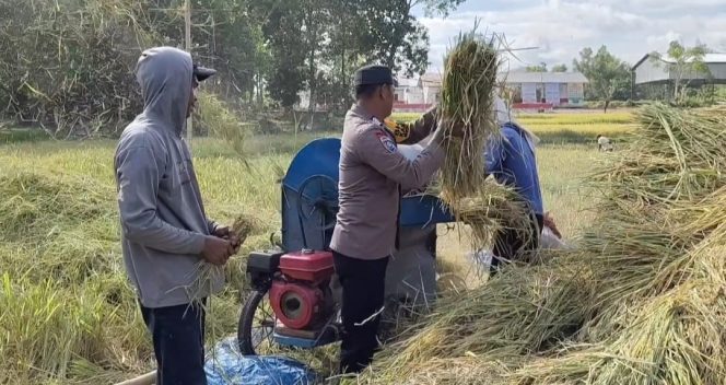 
 Bhabinkamtibmas  Polsek Mare Bantu Warga Melakukan Panen Padi Di Wilayah Binaannya