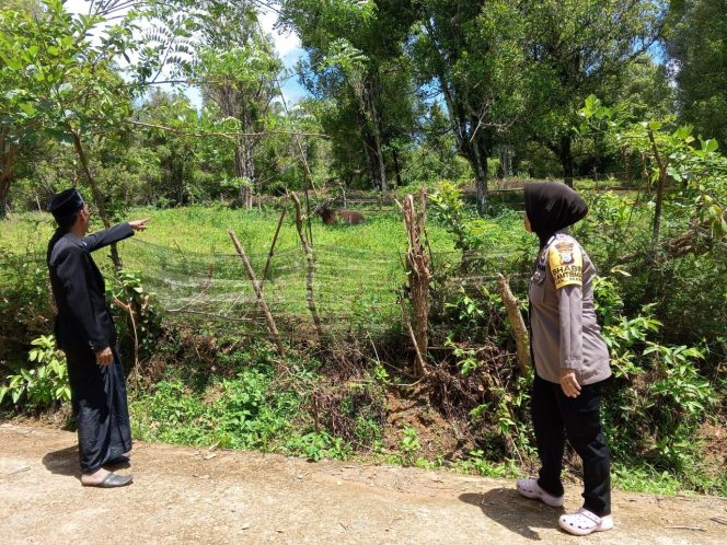 
 Bhabinkamtibmas Polsek Mare Polres Bone, Tinjau Lahan Produktif Di Desa Binaan