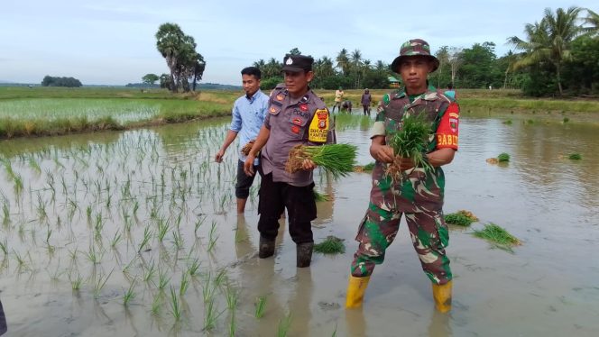 
 Bersama Warga, TNI Polri Bersinergi Lakukan Tanam Padi Perdana Di Lebongnge