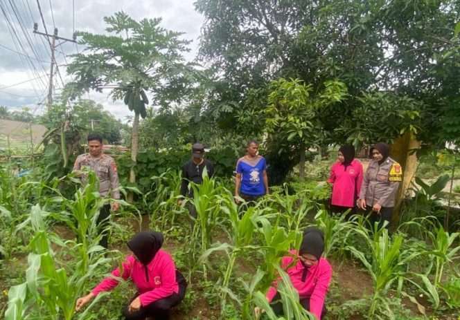 
 Dukung Ketahanan Pangan, Polsek Tellu Siattinge Bersama Bhayangkari Perkuat Program Pekarangan Pangan Lestari