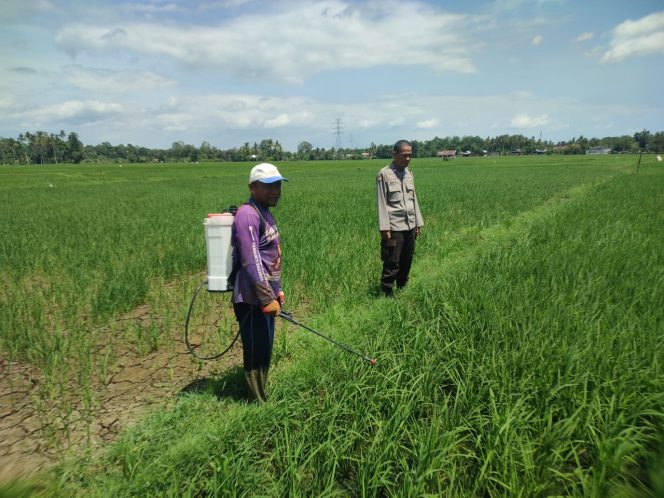 
 Polsek Barebbo Dukung Ketahanan Pangan: Patroli yang Menyapa dan Mendukung Petani