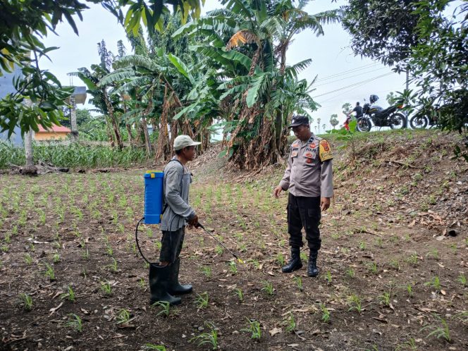 
 Bhabinkamtibmas Aipda Alimuddin Pantau Perkembangan Tanaman Jagung.
