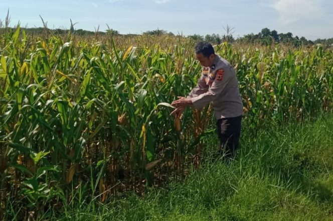 
 Kontrol Tanaman Jagung, Bhabinkamtibmas Polsek Libureng dukung Program pemerintah Ketahanan pangan