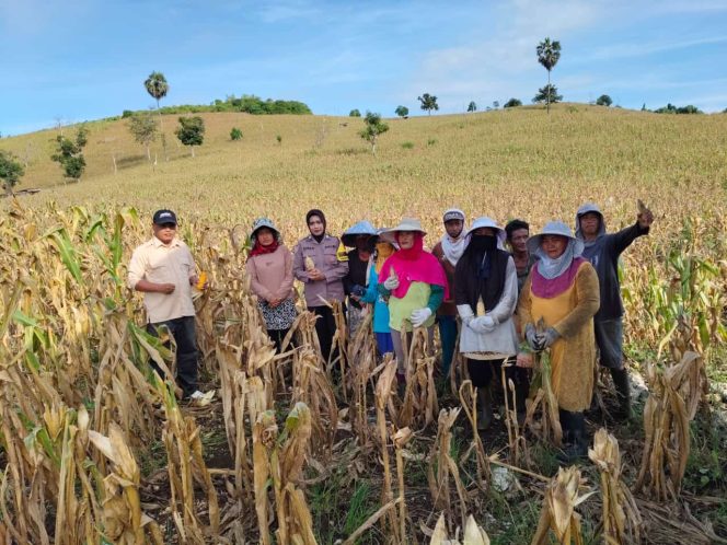 
 Dukung Ketahanan Pangan, Brigpol Citra Hadiri Panen Jagung