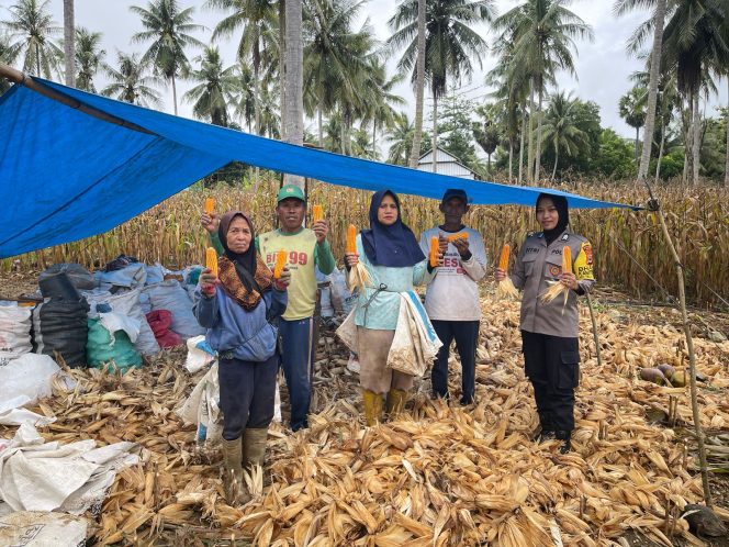 
 Dukung Ketahanan Pangan di Kelurahan Tokaseng, Brigpol Fitriani ikut panen bersama warga