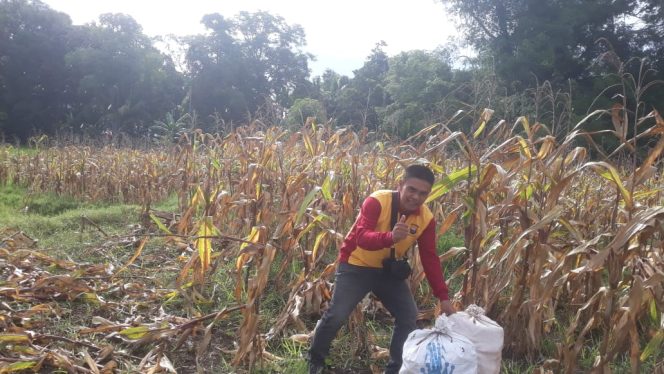 
 Kanit Reskrim Polsek Awangpone Selaku Polisi Penggerak Panen Jagung di Dusun Benceng