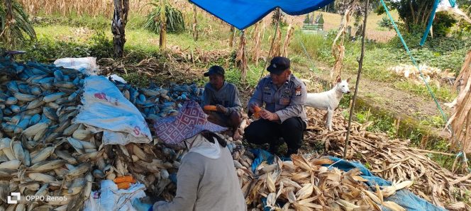 
 Panen jagung lahan satu Hektar oleh polisi pengerak Aipda Sumardi di Desa Galung Kecamatan Ulaweng