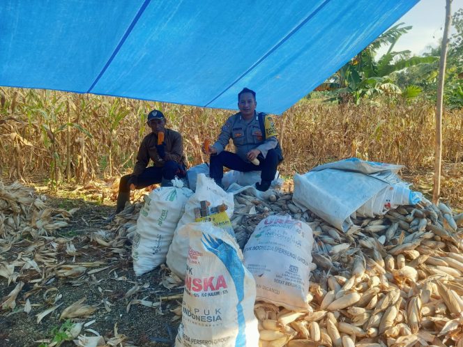 
 Dukung Swasembada Ketahanan Pangan, Polisi Penggerak Bripka Arman Dampingi Warga Panen Jagung di Desa Bainang