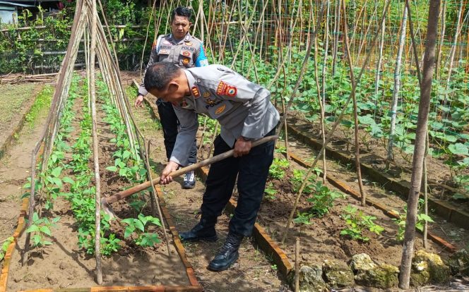 
 Kapolsek Awangpone Bersama Personil Lakukan Perawatan Tanaman Pangan Sehat di Mapolsek