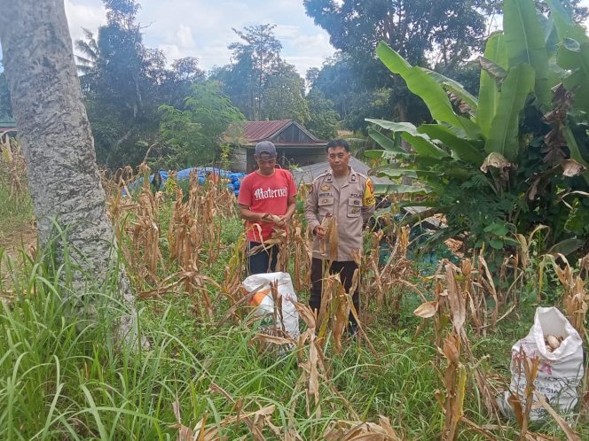 
 Dukung Swasembada Ketahanan Pangan, Polisi Penggerak Aiptu Mansur Dampingi Warga Panen Jagung di Desa Siame