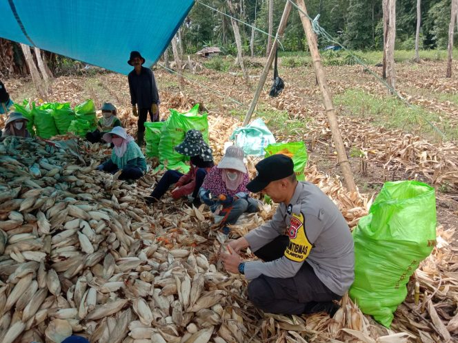 
 Panen jagung lahan satu Hektar oleh polisi pengerak Briptu Rasman  di Desa Sappewalie Kecamatan Ulaweng