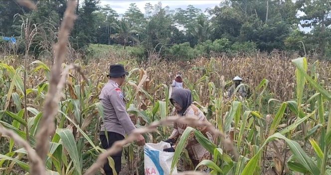 
 Wujud Ketahanan Pangan,  Bhabinkamtibmas Desa Mattampawalie Dampingi Petani Panen Jagung