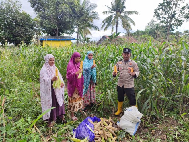 
 Bersama Warga, Polisi Penggerak Polsek Cenrana Panen Jagung Di Desa Watu