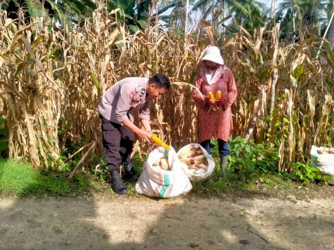 
 Polisi Penggerak Polsek Awangpone  Hadiri Panen Jagung Warga di Desa Awolagading