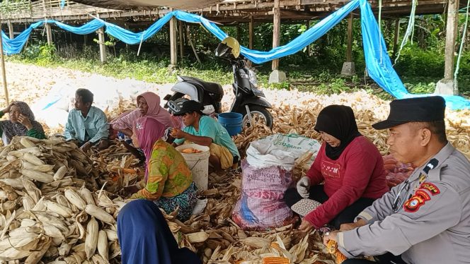 
 Panen jagung lahan satu Hektar oleh polisi pengerak Aipda Herman di Desa ureng