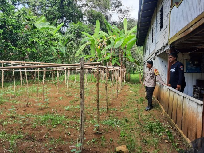 
 Bhabinkamtibmas Polsek Barebbo Bripka Samsu Alam Memantau Perkembangan Pekarangan Pangan Begizi, Situasi Lancar dan Kondusif