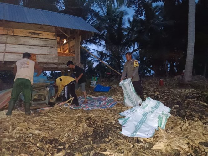 
 Brigpol Sultan Dukung Program Ketahanan Pangan, Lakukan Panen Jagung Bersama Warga Desa Ulo