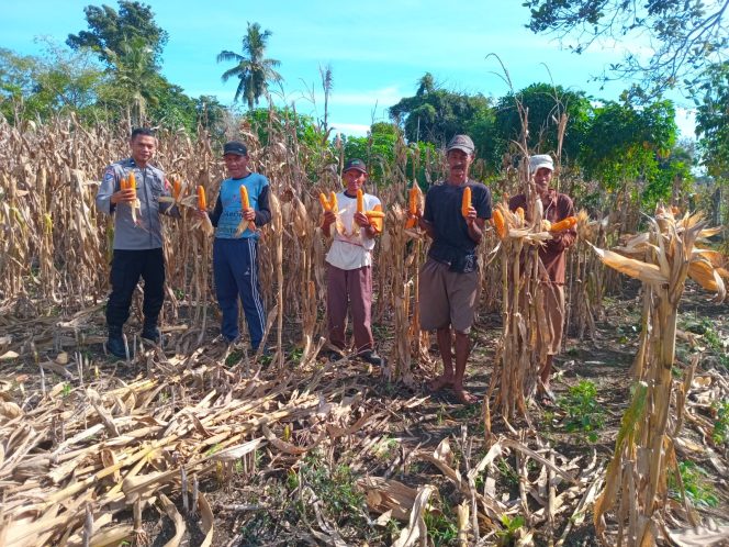 
 Polsek Awangpone Turut Hadir Dampingi Warga Desa Mallari Panen Jagung di Lahan 1 Hektar