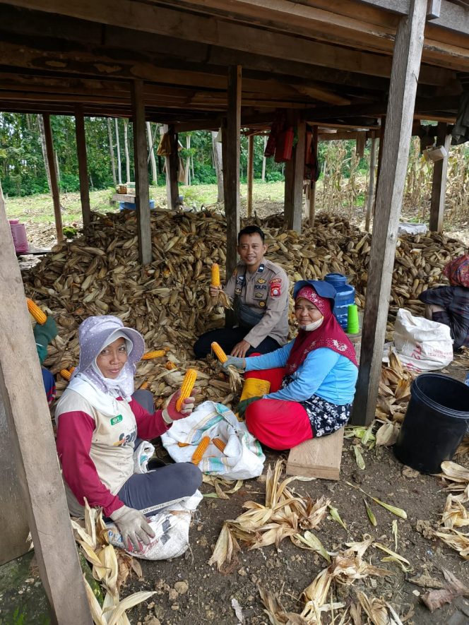 
 Polsek Awangpone Polres Bone Dampingi Kegiatan Panen Jagung di Desa Jaling