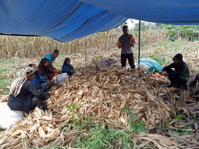 
 Bhabinkamtibmas Polsek Awangpone Hadiri Kegiatan Panen Jagung Bersama Warga di Dusun Bontomaero