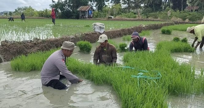
 Dekat Dengan Rakyat, Bhabinkamtibmas  Turun Sawah Bantu Warga Tanam Padi
