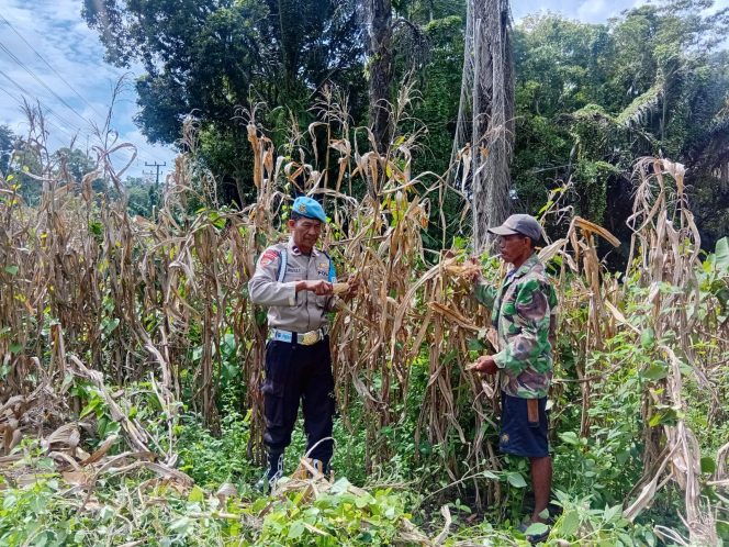 
 Polisi Penggerak Polsek Cenrana Hadiri Panen Jagung Warga.