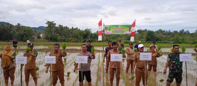 
 Kapolsek Libureng Dukung ketahanan pangan Hadiri Tanam Perdana Padi di Desa Mallinrung