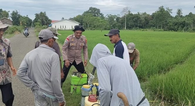 
 Bhabinkamtibmas Hadiri Demplot Tanaman Padi Avensia Racun Bersama Petani di Wilayah Binaan