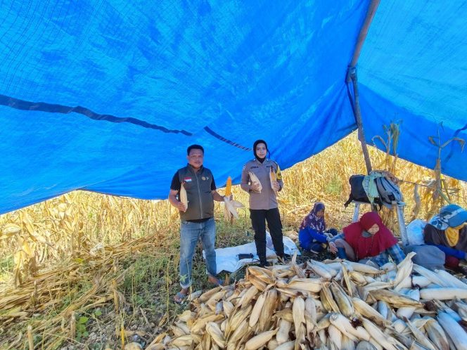 
 Brigpol Citra, Polisi Penggerak Pantau Proses Panen Jagung di Desa Lanca