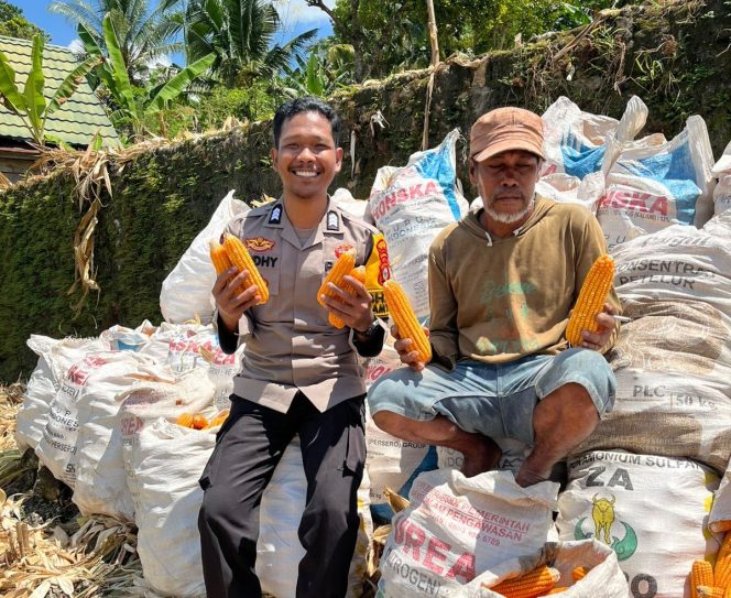 
 Brigpol Rudiyanto Panen Jagung Bersama Warga, Dukung Program Ketahanan Pangan