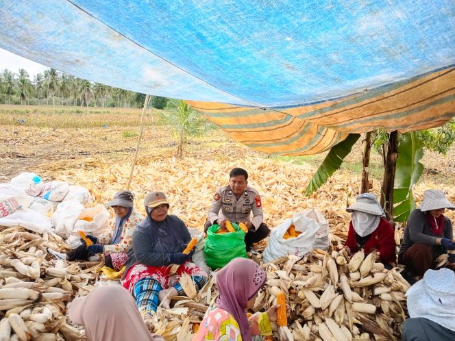 
 ‎Aksi Nyata Polisi Penggerak Polsek Cenrana Hadiri Panen Jagung Warga.