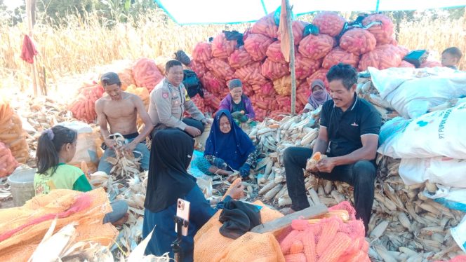 
 Sinergi Polisi dan Warga, Panen Jagung di Bone Hasilkan Keakraban