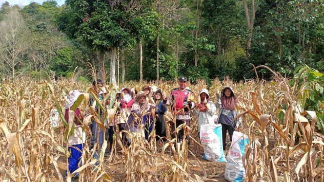 
 BHABINKAMTIBMAS PANTAU PROSES PANEN JAGUNG DI LAHAN SATU HEKTARE BINAANNYA
