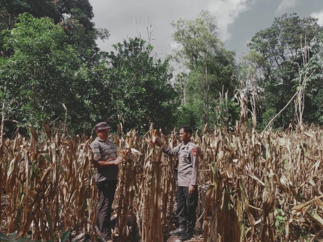 
 Bhabinkamtibmas Desa Carebbu Hadiri Kegiatan Panen Jagung Bersama Warga