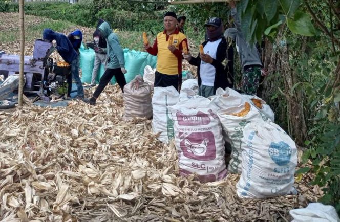 
 Polisi Penggerak Polsek Awangpone Panen Jagung Bersama Kelompok Tani di Desa Latekko