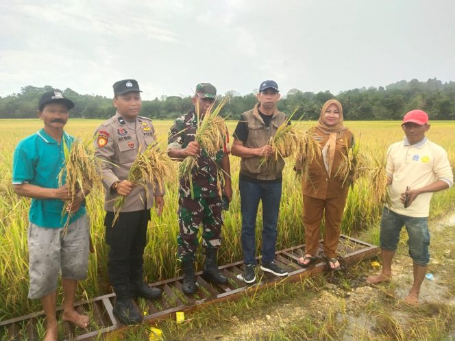 
 Tiga Pilar Desa Kompak Hadiri Panen Raya Perdana di Desa Letta Tanah