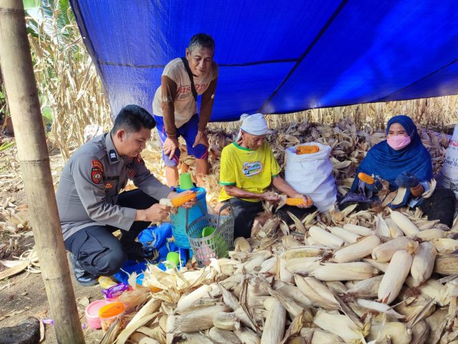 
 ‎Polisi Penggerak Ketahanan Pangan Polsek Cenrana Dampingi Warga Melakukan Panen Jagung.