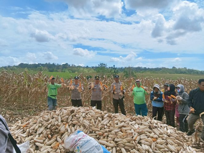 
 Kapolsek Ponre bersama polisi penggerak ketahanan pangan menghadiri giat panen jagung kuartal ketiga tahun 2025 didesa bolli