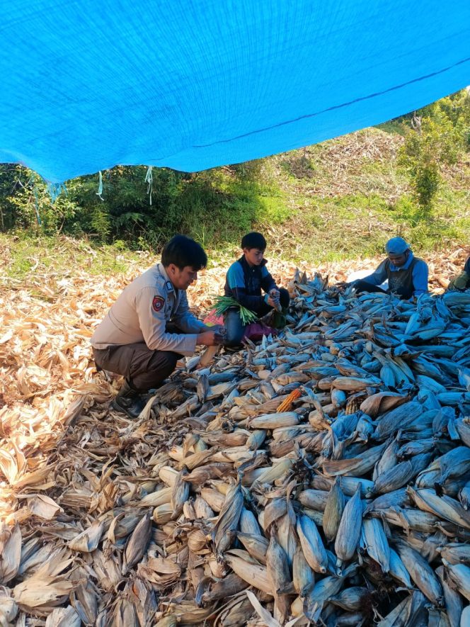 
 Polsek Awangpone Mengikuti Panen Jagung Warga di Desa Bulumpare