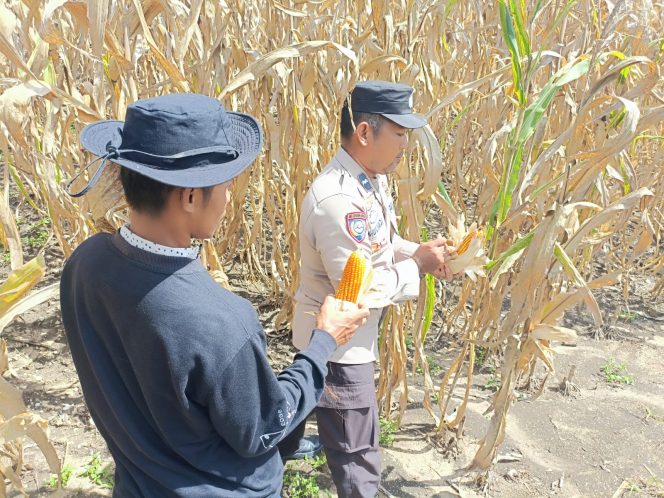 
 ‎Personel Polsek Cenrana Polres Bone Dampingi Petani Panen Jagung