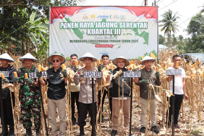 
 Panen Raya Jagung Serentak Kuartal III di Bone, Wujud Dukungan Polres Bone terhadap Swasembada Pangan