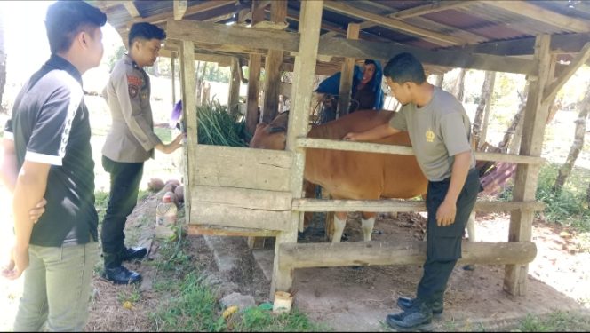 
 Bhabinkamtibmas Polsek Sibulue Jadi Vaksinator PMK, Bekerjasama dengan Dinas Peternakan Kabupaten Bone