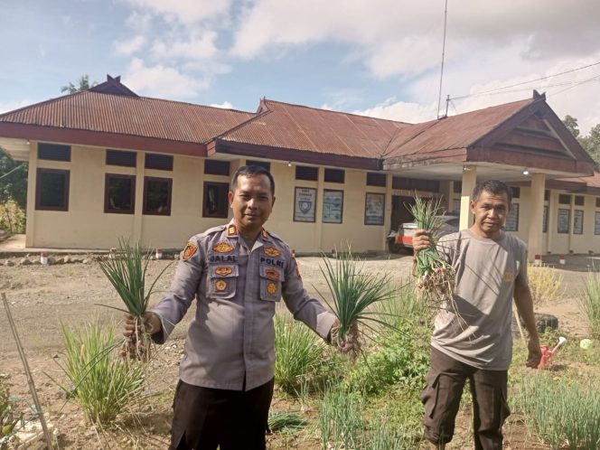 
 Kapolsek Libureng Panen Bawang di Lahan Pekarangan Bergizi Mapolsek Libureng