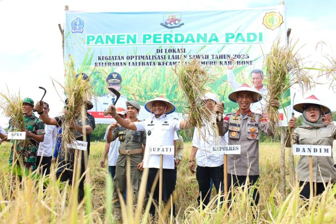 
 Sinergi TNI-Polri dan Pemerintah Dukung Ketahanan Pangan, Kapolres dan Bupati Bone Panen Perdana Padi