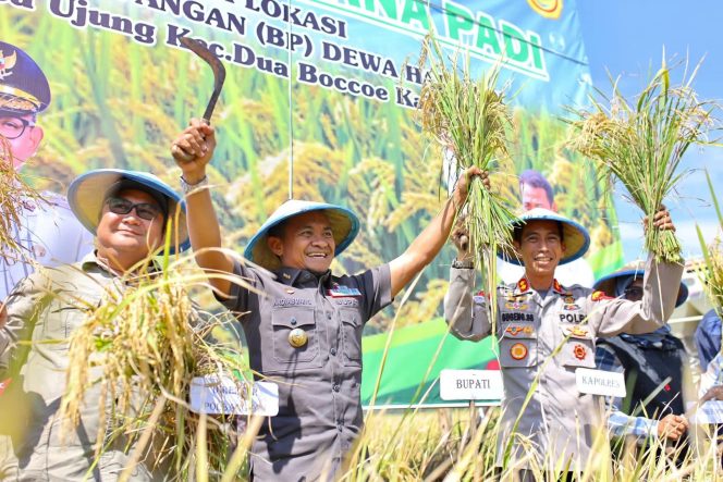 
 Bupati Bone Bersama Kapolres Bone Hadiri Panen Perdana Padi di Lokasi Brigade Pangan Dewa Harapan
