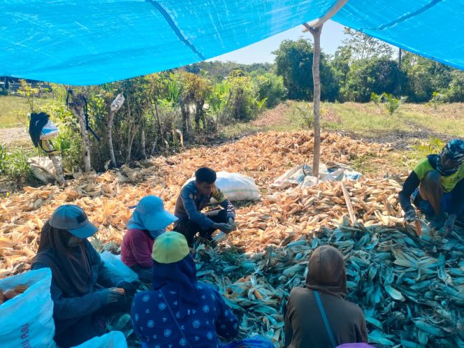 
 ‎Bhabinkamtibmas Polsek Cenrana Dampingi Warga Melakukan Panen Jagung.