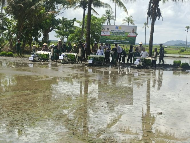
 Penanaman Padi IP 300 di Desa Welado, Kecamatan Ajangale Kabupaten Bone
